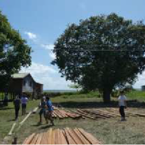 A nagy castanha-de-sapocaia-fa kivágás előtt A nagy castanha-de-sapocaia-fa kivágás előtt